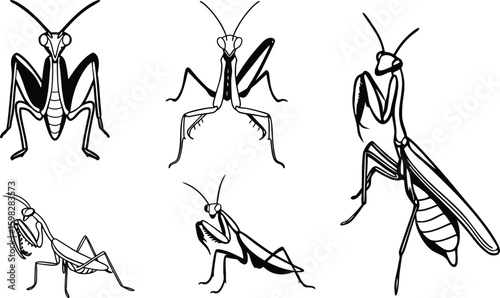 mantis animal black color vector illustration.