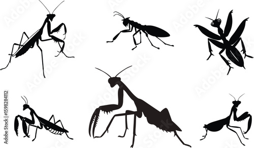 mantis animal black color vector illustration.