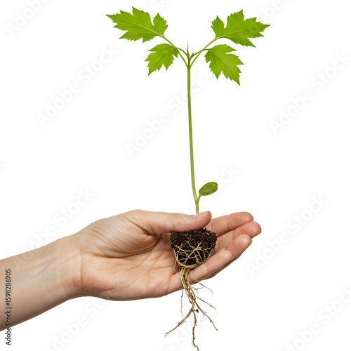 Realistic Isolated New Life Plant Growth in Hand