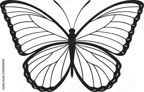 Black butterfly wing pattern insect wings white