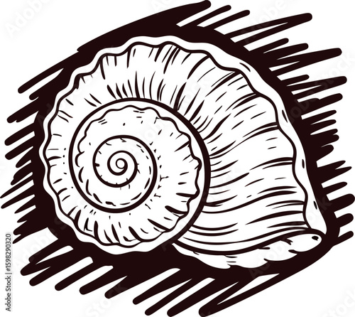 Detailed hand drawn spiral seashell illustration engraved vintage marine mollusk sketch with textured shading