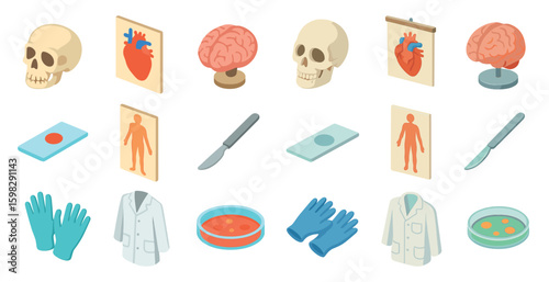 Human anatomy isometric icons set – 3d, medical, healthcare and biology symbols
