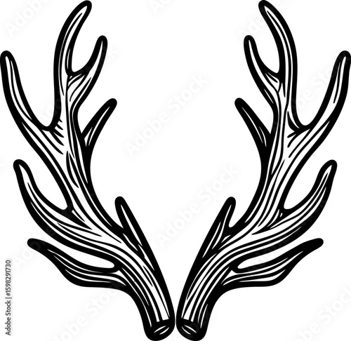 Detailed hand drawn deer antlers illustration, symmetrical vintage forest animal horns on white background
