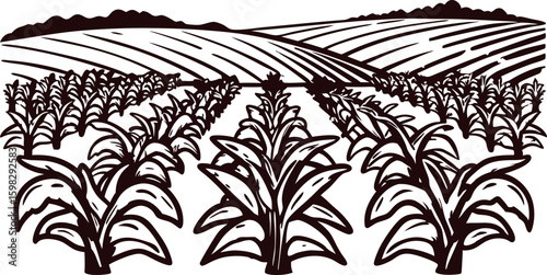 Hand drawn illustration of cultivated farmland with rows of crops and distant hills in engraving