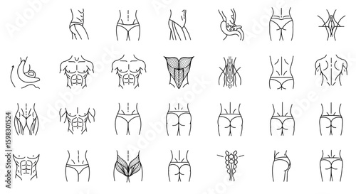 Human body parts linear icons set, including six packs and butt
