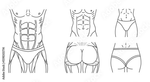 Human body parts linear icons set, including six packs and butt
