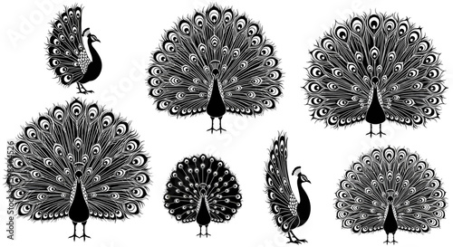 set of Black silhouette of a peacock with fully fanned feathers, elegant and detailed outline, tribal or vector style, high resolution, ornamental and graceful posture, isolated design."
