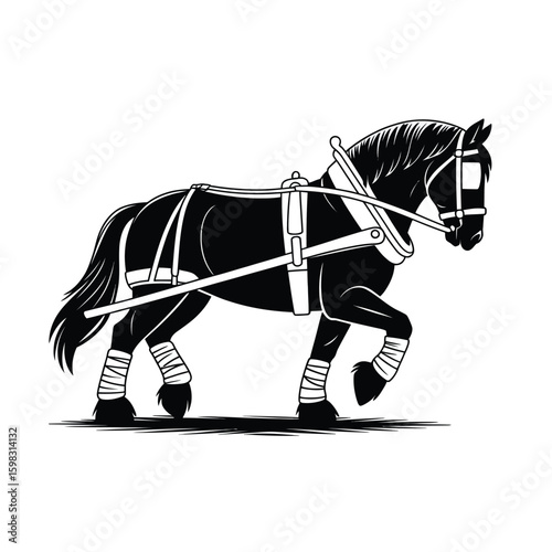 Strong black draft horse in harness ready to work