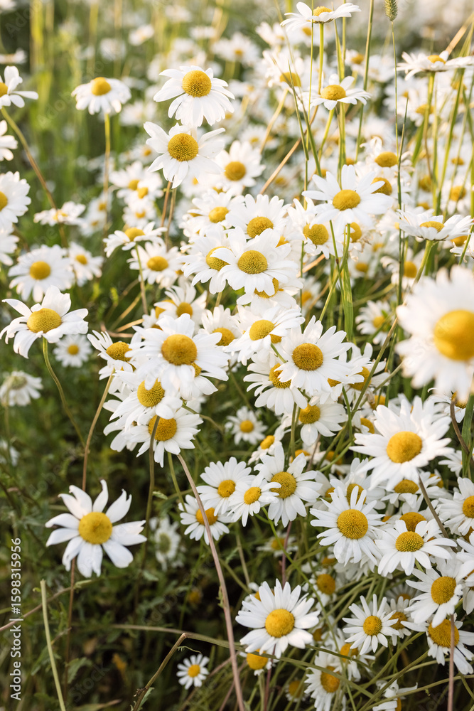 Fototapeta premium daisy flowers among green grass on a summer day in a field of daisies