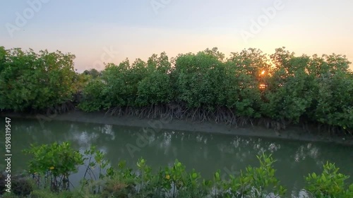 Mangrove trees along the river in summer, in the afternoon with sunset.