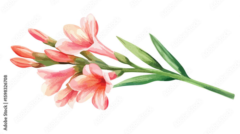 Naklejka premium Elegant Watercolor Tuberose Flower Isolated on White Background EPS
