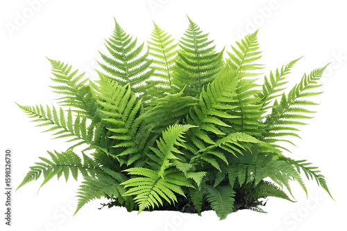 Lush green fern fronds bush isolated on transparent background