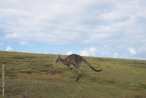 australian kangaroo jumping in the australian outback