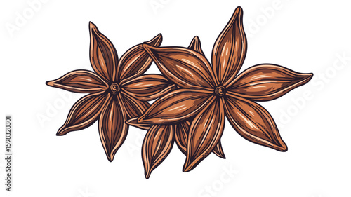 Engraved Star Anise Thighs Color Illustration