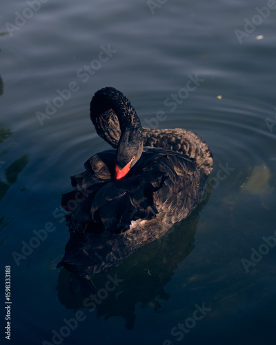 black swan on the lake