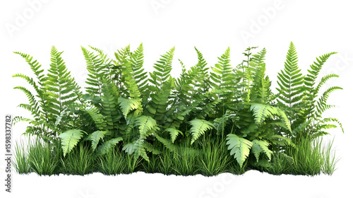 Lush Bush of Broadleaf Ferns and Grasses Isolated on Transparent Background