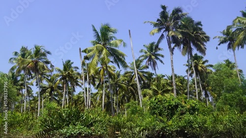 Wallpaper Mural Tall Coconut Trees Swaying Under Clear Blue Sky in Kerala Torontodigital.ca