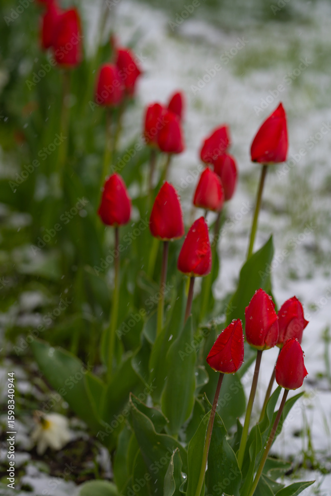 Obraz premium spring flowers primroses in drops of water from melted snow