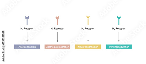 Histamine receptors, G protein-coupled receptors that bind histamine. Four types: H1 allergic reaction, H2  gastric acid secretion, H3 neurotransmission, and H4 immunomodulation. Vector illustration.