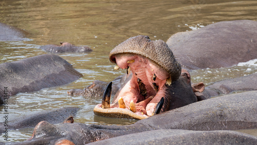 The Hippo in Water A Majestic Representation of Natures Gentle Giant and Beauty