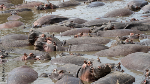 A peaceful herd of hippos is seen relaxing together in the cool water of the river Tanzania Serengeti