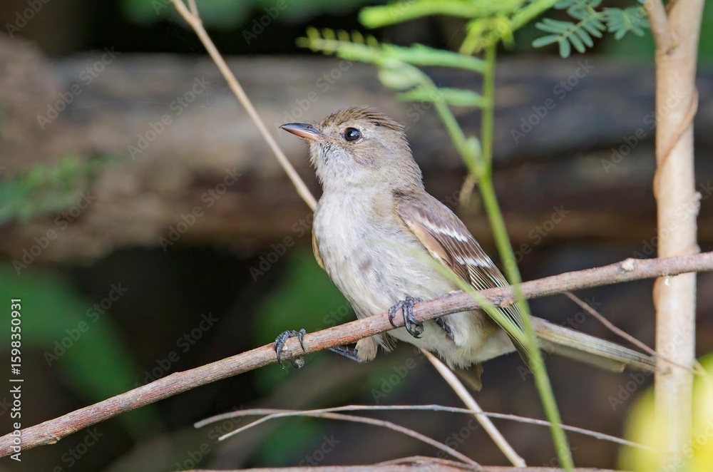 Fototapeta premium Caribbean Elaenia (Elaenia martinica) perched on a twig, Antigua and Barbuda, West Indies.