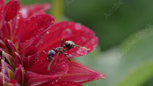 Ant's Journey Red Flower With Water Drops Fresh Environment Details