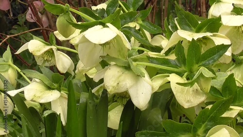 Helleborus orientalis, or Lenten Rose - White-Flowered Variety in Rain