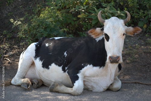 Venezuela has a huge number of birds such as hummingbirds, frigates and animals such as cows, opossums and donkeys.