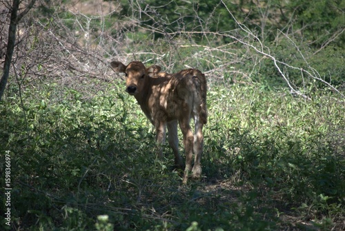 Venezuela has a huge number of birds such as hummingbirds, frigates and animals such as cows, opossums and donkeys.