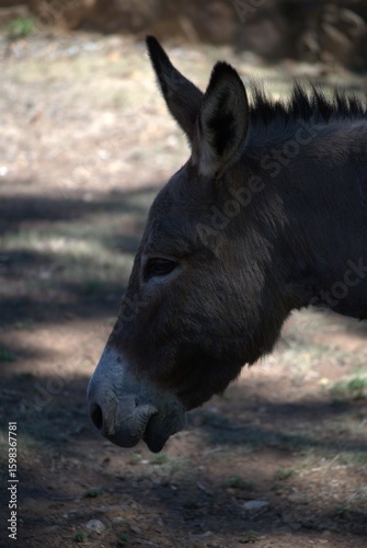 Venezuela has a huge number of birds such as hummingbirds, frigates and animals such as cows, opossums and donkeys.