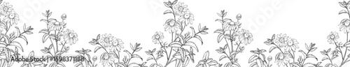 Calming herbs vector seamless border hand drawn in ink. Graphic illustration with chamomile and mint. Template for design of herbal tea and aromatic oils