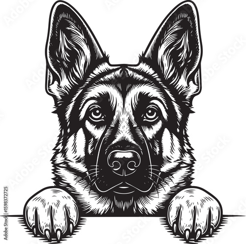 Striking German Shepherd Portrait with Detailed Fur Texture and Intense Gaze.