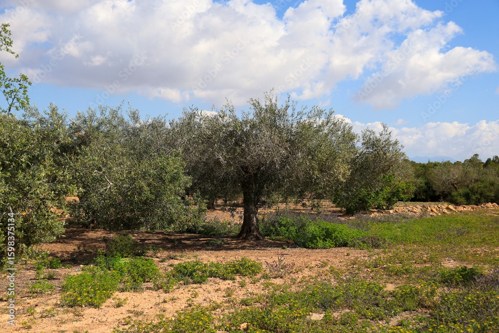 Fototapeta premium Landscape of olive trees under blue sky