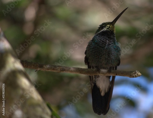 Venezuela has a huge number of birds such as hummingbirds, frigates and animals such as cows, opossums and donkeys.