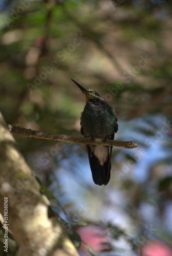 Venezuela has a huge number of birds such as hummingbirds, frigates and animals such as cows, opossums and donkeys.