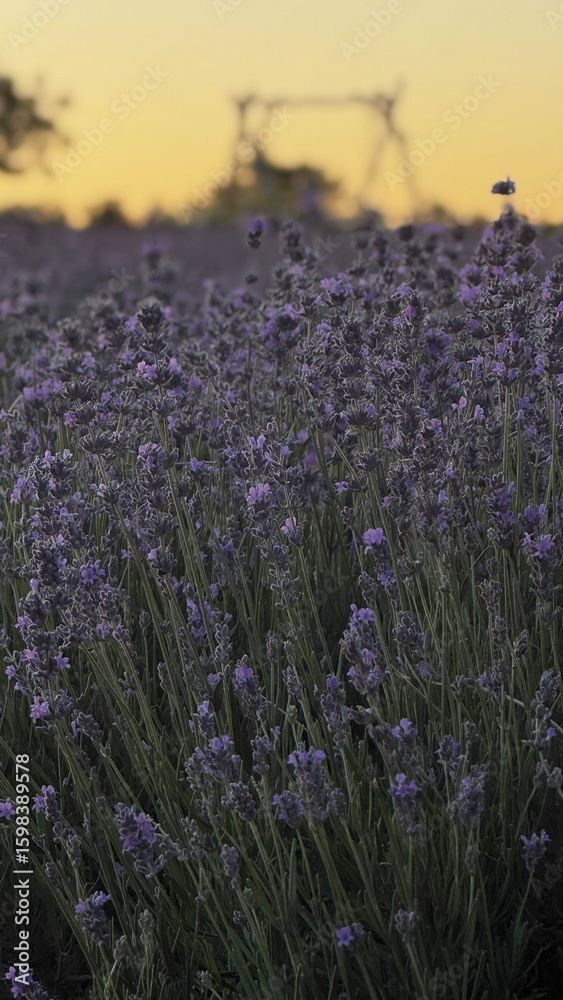 Naklejka premium Lavender Field at Sunset in Moldova