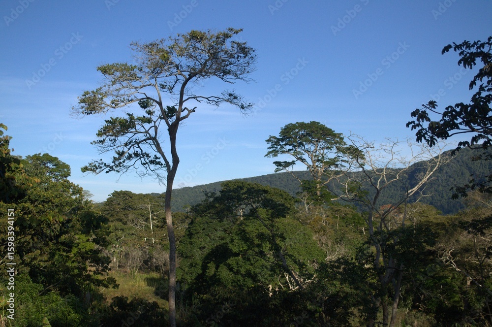Obraz premium One of the most outstanding characteristics of Venezuela is its immense greenery, large jungles, forests and savannahs fill the territory.