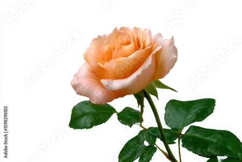 Delicate peach rose bloom with green leaves isolated on white background
