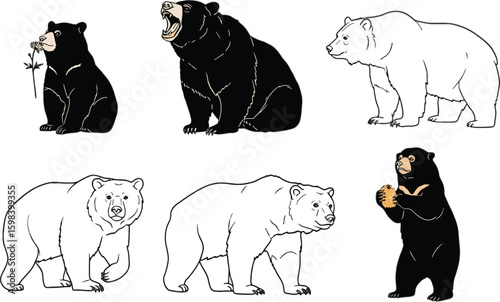Vector art of a set of black and white bear illustrations, isolated on white background, ideal for naturethemed designs