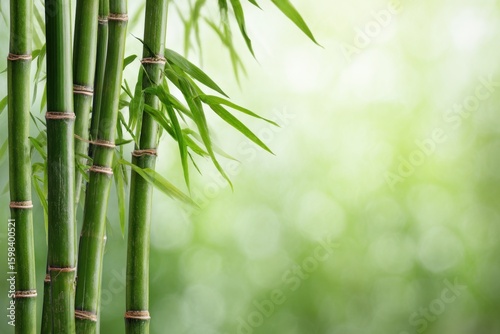 Tall bamboo shoots rise gracefully against a soft, blurred backdrop of green, evoking a sense of calm and connection with nature. This lush setting highlights the beauty of bamboo