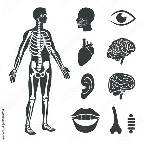 human body anatomy