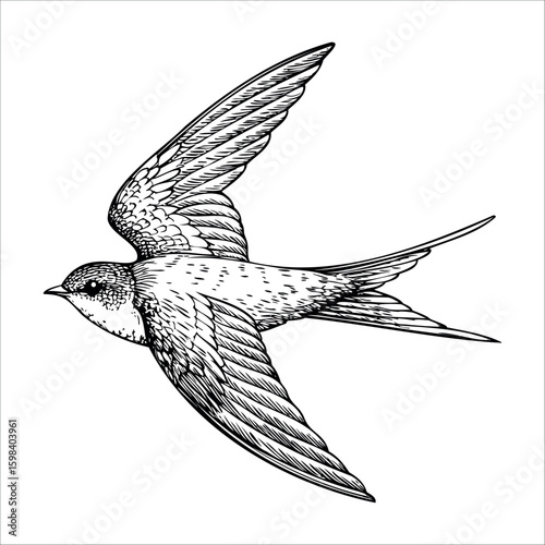 A detailed illustration of a flying swallow bird. The bird has a slender body, long wings, and a forked tail. Its feathers are intricately patterned in black and white.