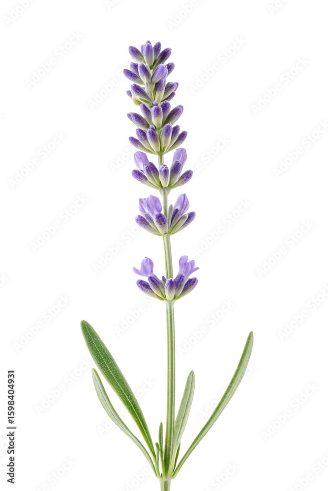 Obraz premium Lavender flower stem isolated on transparent background