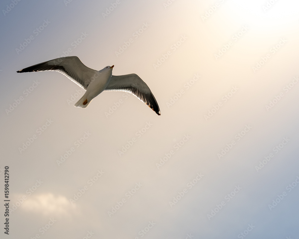 Fototapeta premium Soaring Seagull Against Azure Sky: Majestic Bird in Flight, Symbol of Freedom and Coastal Serenity