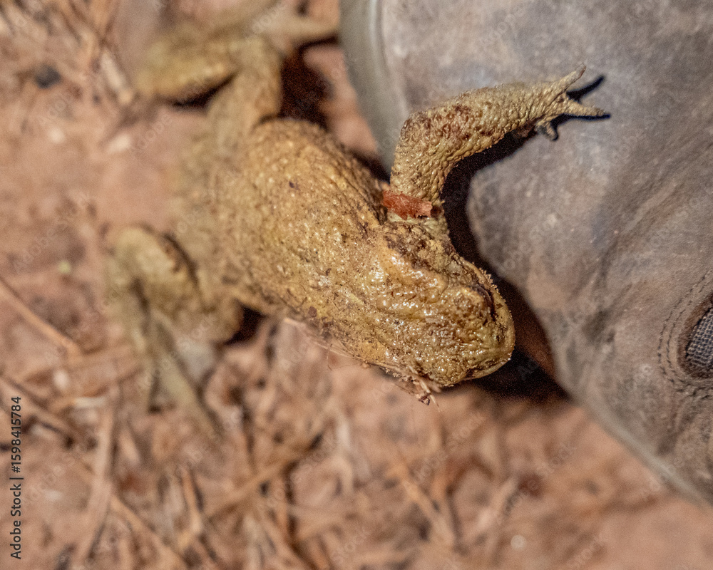 Obraz premium Desert Toad Encounter: Camouflaged Amphibian with Neck Markings Next to a Hiking Boot in Arid Landscape Stock Photo