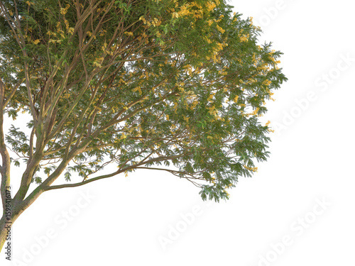 Bulnesia arborea Tree corner 4k png cutout isolate