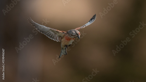 Ketenkuşu - Common Linnet 