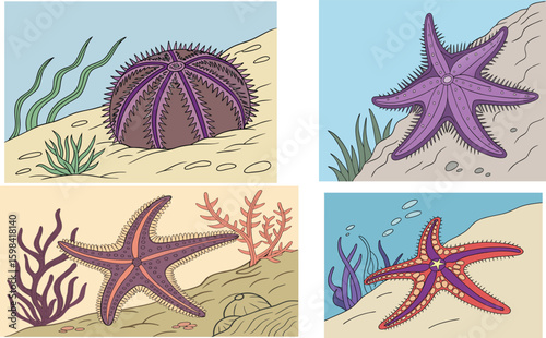 vector illustration of a starfish