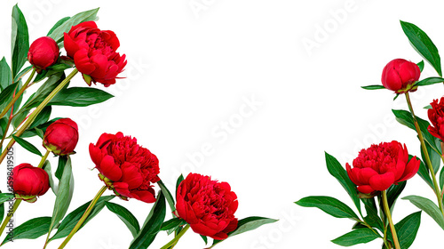 Wallpaper Mural Vibrant red peonies with lush green leaves on transparent background, PNG Torontodigital.ca